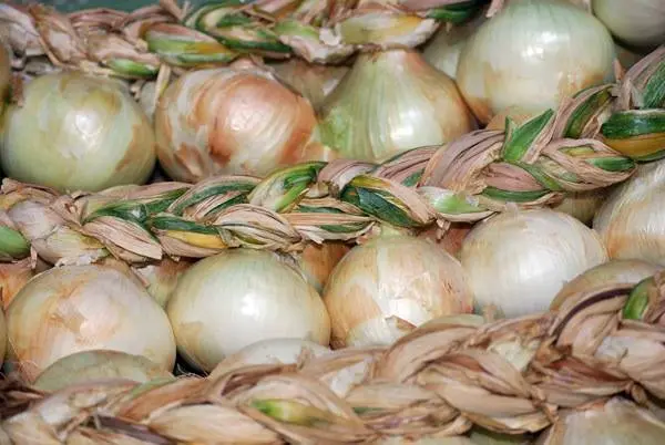 Arag&oacute;n cuenta desde este jueves con una nueva DO. Se trata de la de la Cebolla Fuentes de Ebro, una variedad caracter&iacute;stica por su ausencia de picor. Este d&iacute;a se ha procedido al etiquetado de las primeras cajas de este producto del que se prev&eacute;n producir tres millones de kilos en la primera campa&ntilde;a.