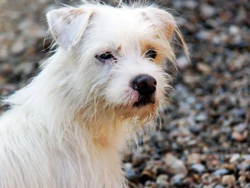 En estos momentos hay unos 60 perros en disposici&oacute;n de ser adoptados