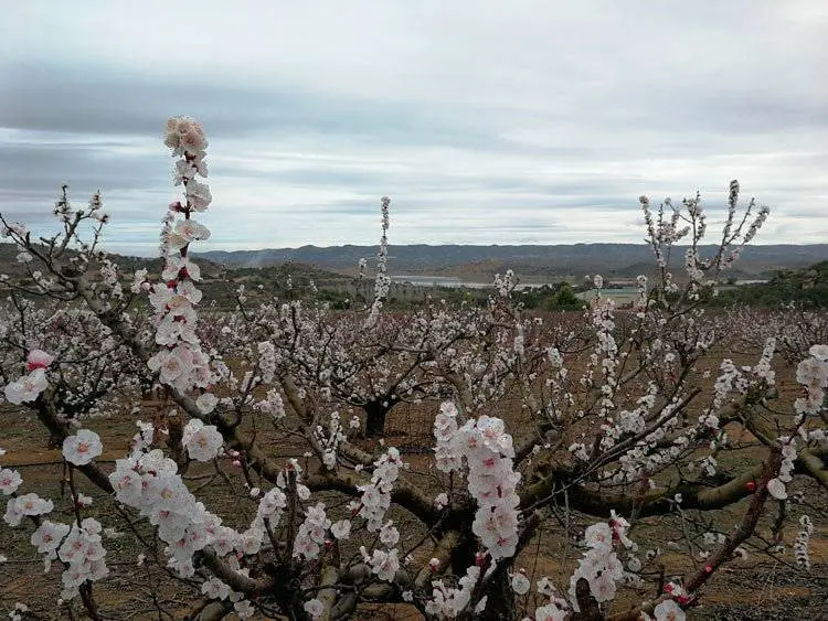 el cambio clim&aacute;tico amenaza con alterar el tradicional equilibrio entre las necesidades clim&aacute;ticas de los cultivos frutales tradicionales y el clima local