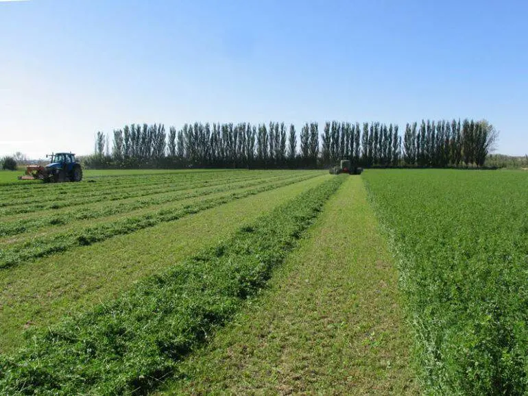 Arag&oacute;n es una potencia a nivel mundial en la producci&oacute;n de alfalfa con m&aacute;s de 800.000 toneladas