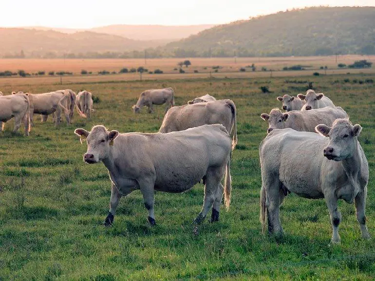 El accidente mortal se produjo cuando el empleado traslad&oacute; 20 vacas desde la sala de orde&ntilde;o hasta la zona de espera. Foto de archivo