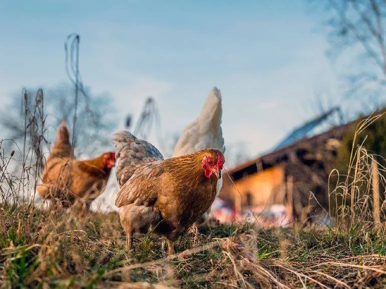 Se procesar&aacute;n hasta 200 toneladas de gallinaza para la obtenci&oacute;n de ese biog&aacute;s