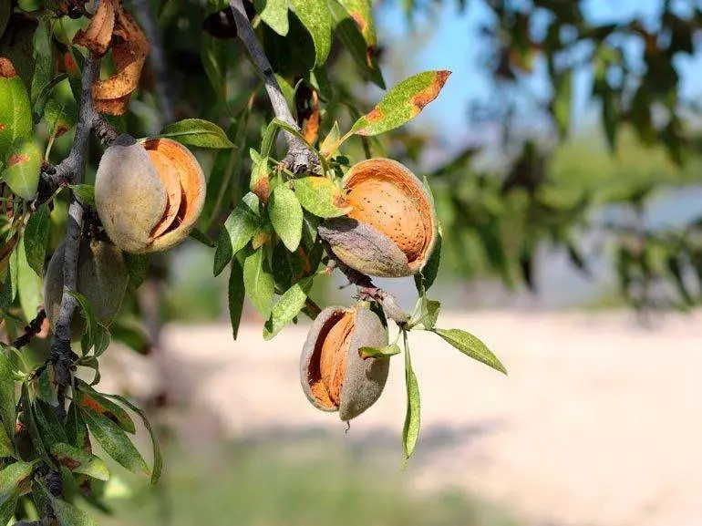 En Arag&oacute;n hay m&aacute;s de 70.000 hect&aacute;reas de almendro sin asegurar