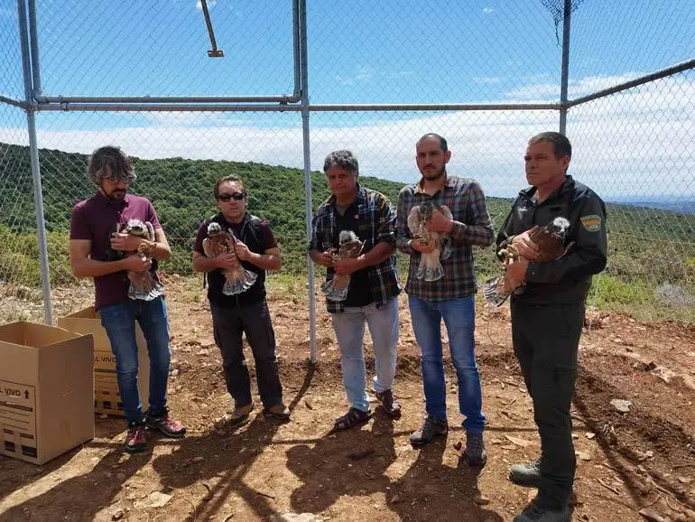 Las aves, de unos cincuenta d&iacute;as de edad, han sido temporalmente introducidas en un recinto en forma de jaul&oacute;n