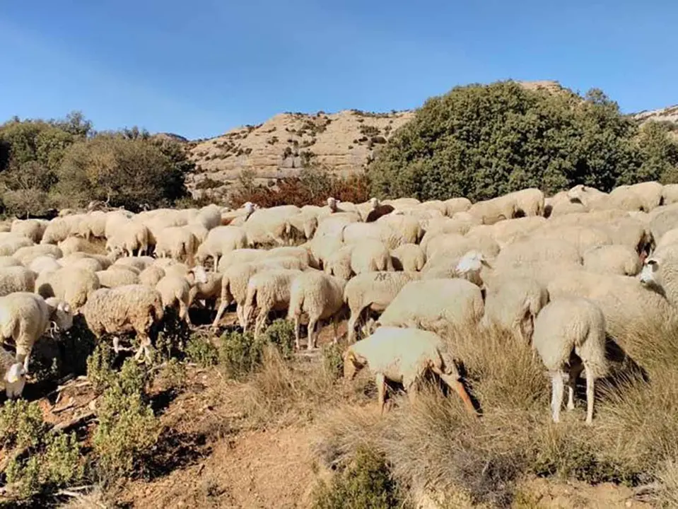 Ovejas en un campo