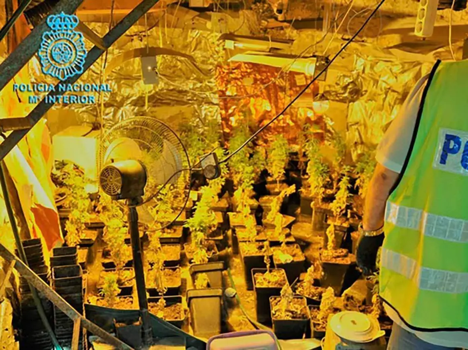 Plantaci&oacute;n de marihuana dentro de una cueva de Calatayud