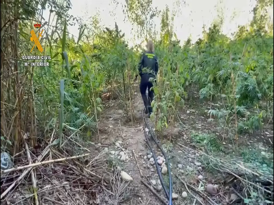 Una Guardia Civil se adentra en la macroplantaci&oacute;n