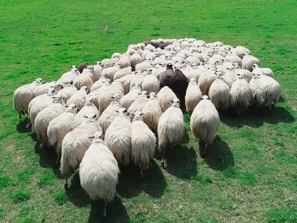 Los ganaderos denuncian ataques de osos y varias ovejas muertas en las zonas de Hecho y Ans&oacute;
