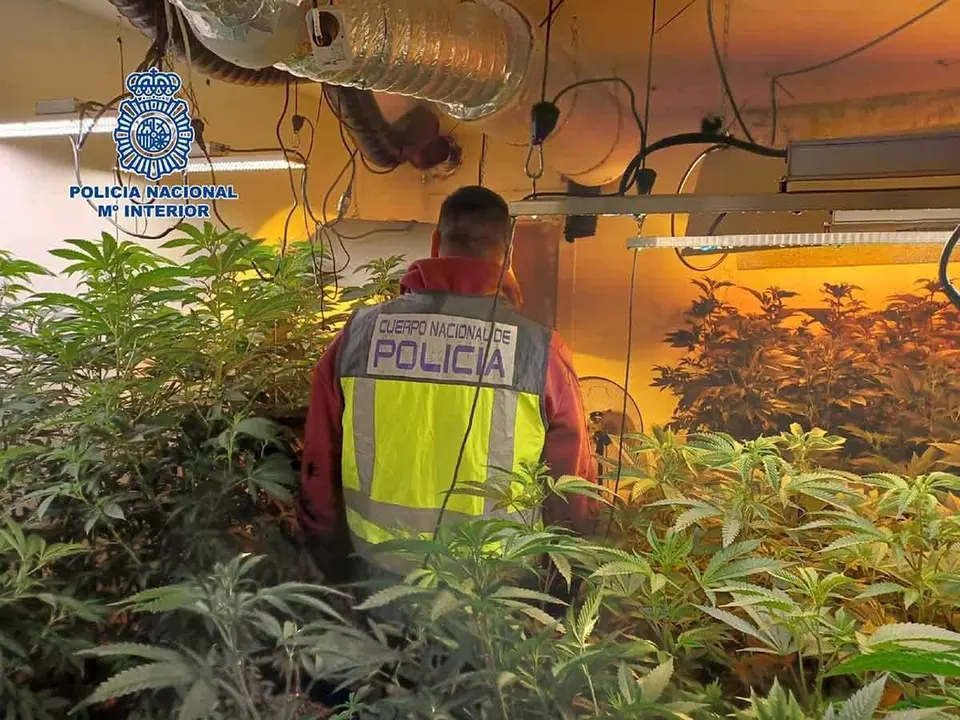 Plantas de marihuana en el chalet