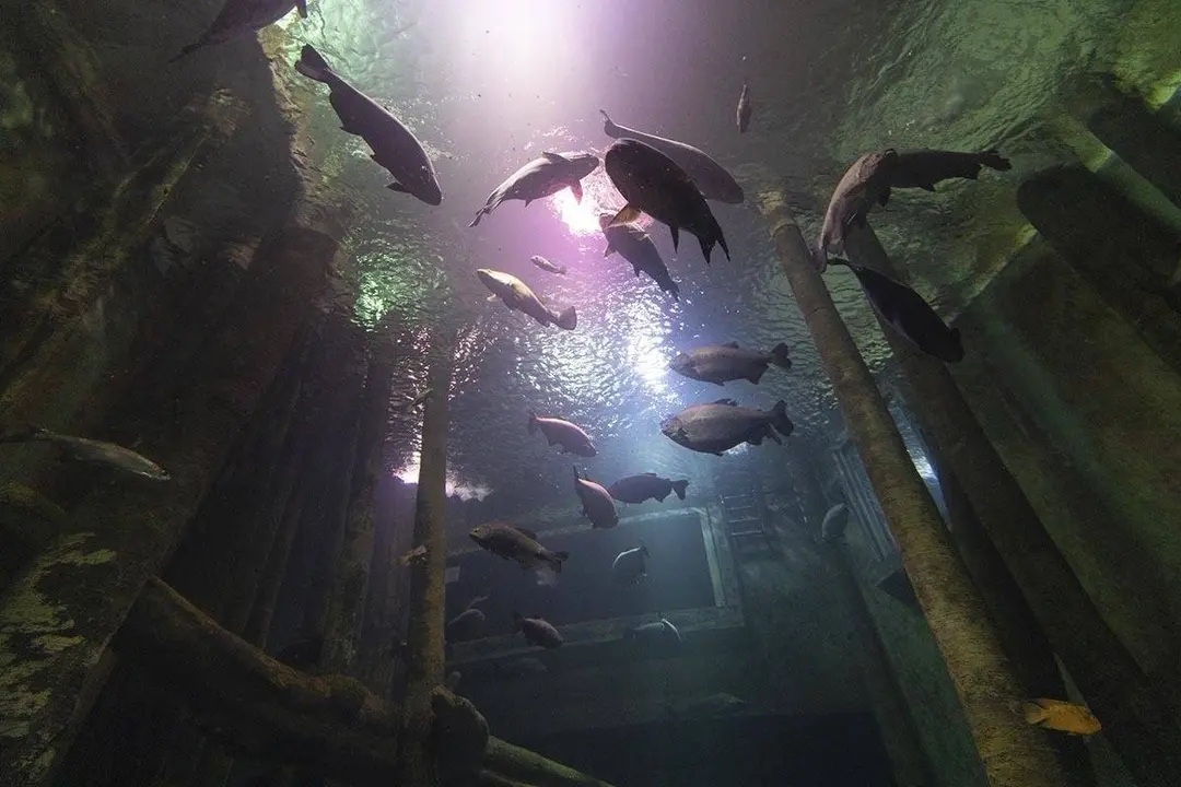 Mascota del acuario 
