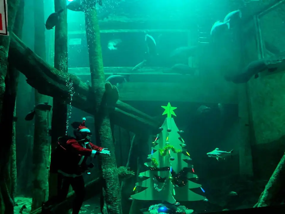 &aacute;rbol de Navidad bajo el agua en el Acuario