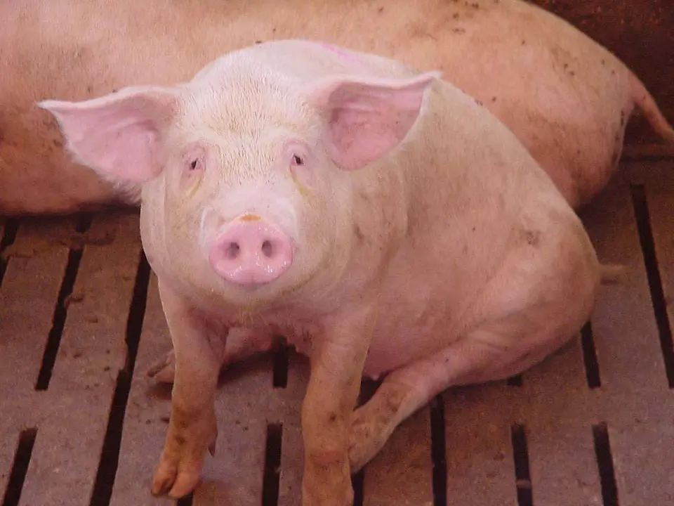 El matadero de Bin&eacute;far tiene capacidad para matar hasta 30.000 animales al d&iacute;a, seg&uacute;n Futuro Vegetal