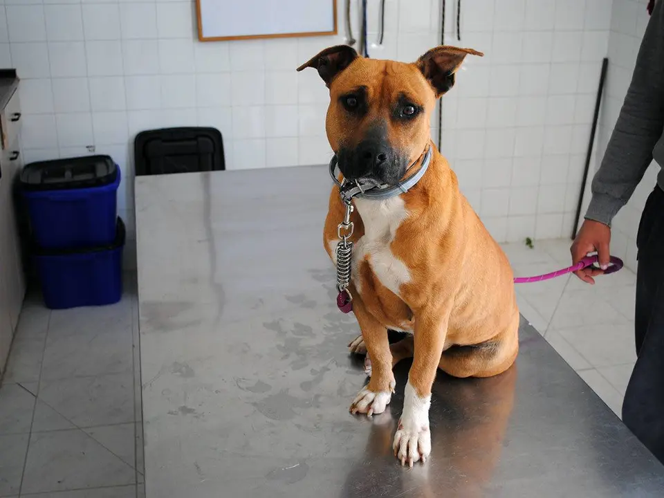 La Diputaci&oacute;n de Zaragoza destina cada a&ntilde;o una partida presupuestaria a la recogida y el cuidado de los perros sin due&ntilde;o 