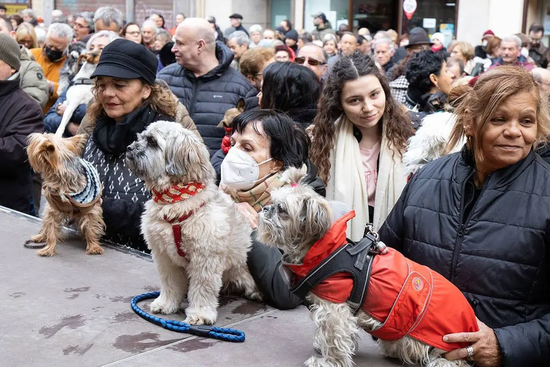 Animales celebrando San Ant&oacute;n