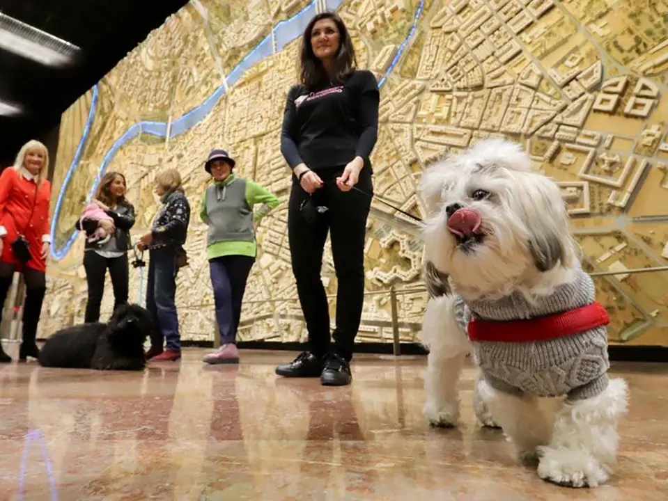 Perros en el Ayuntamiento de Zaragoza