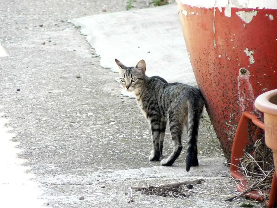 Gato