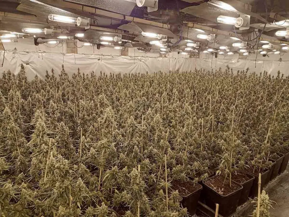 Plantaci&oacute;n marihuana