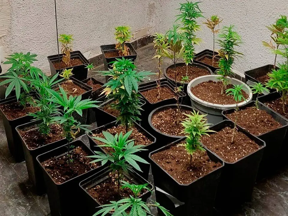 Plantas de marihuana