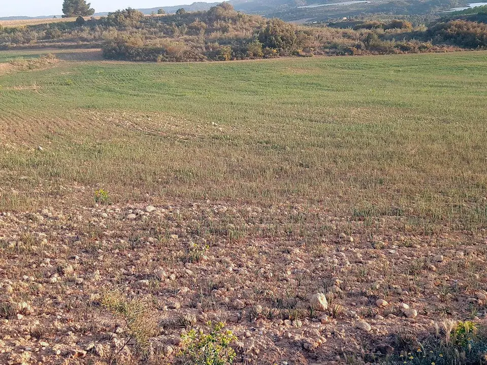 Los agricultores calculan p&eacute;rdidas de hasta el 80% en el cereal