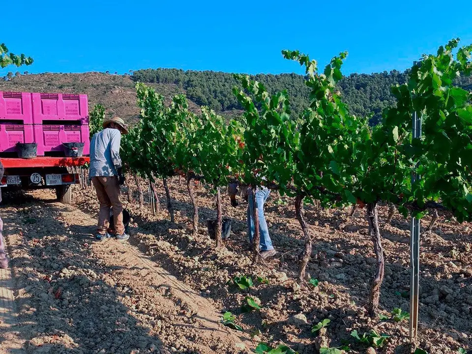 Preocupa la situaci&oacute;n de las personas que trabajan en la campa&ntilde;a de fruta. Foto de archivo