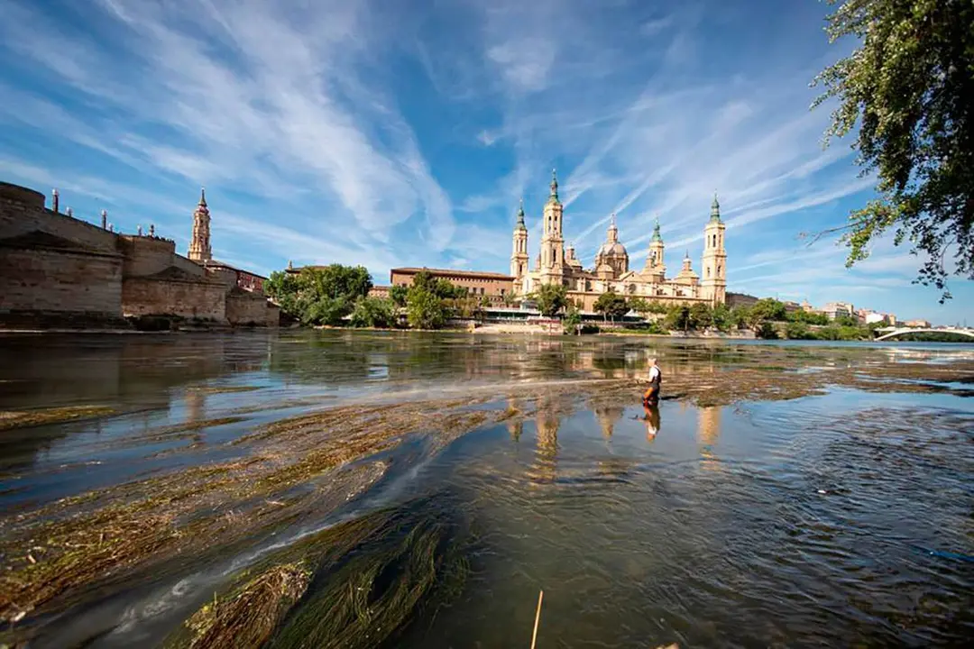 Las condiciones meteorol&oacute;gicas de este invierno han adelantado la presencia de mosca negra