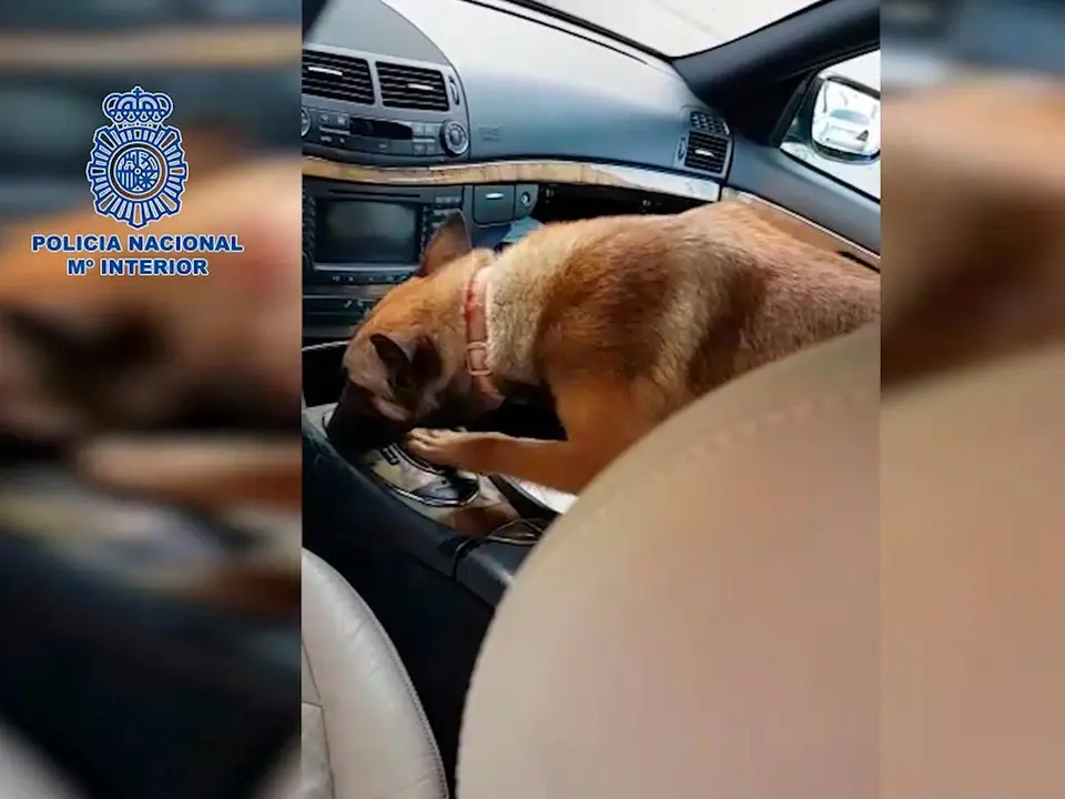 Un perro busca droga dentro de un veh&iacute;culo
