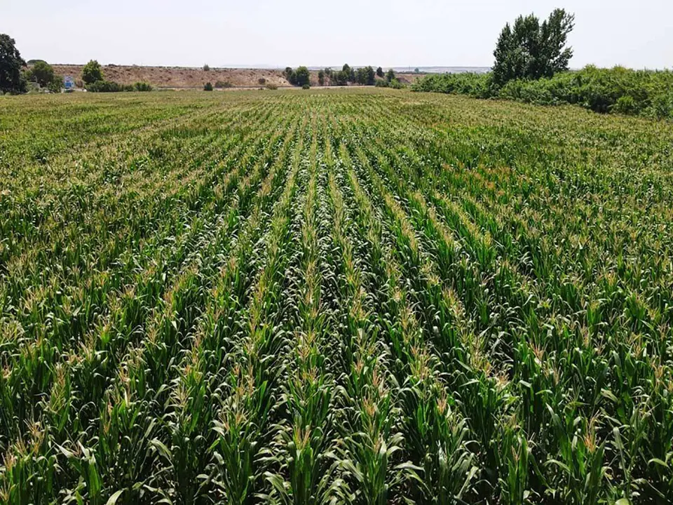 Campo