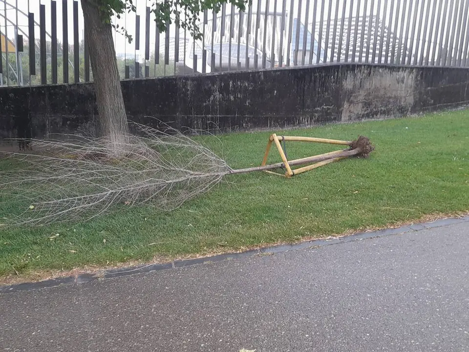 &Aacute;rboles destrozados en el frente fluvial