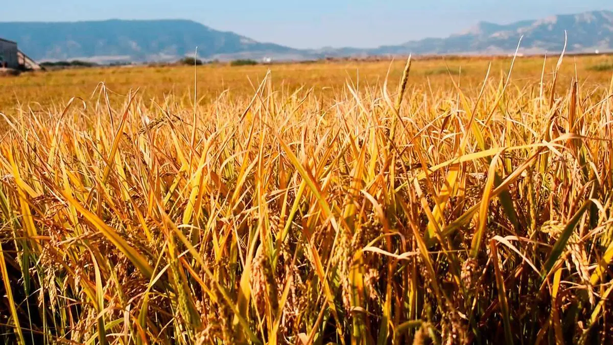 La organizaci&oacute;n agraria manifiesta que la sequ&iacute;a ha sumido al sector agrario en una crisis econ&oacute;mica sin precedente