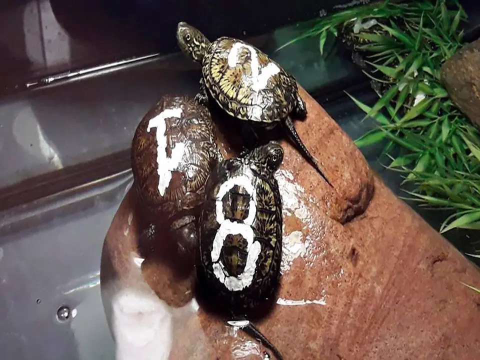 Cinco ejemplares de gal&aacute;pago europeo (Emys orbicularis) han sido liberados al medio natural.