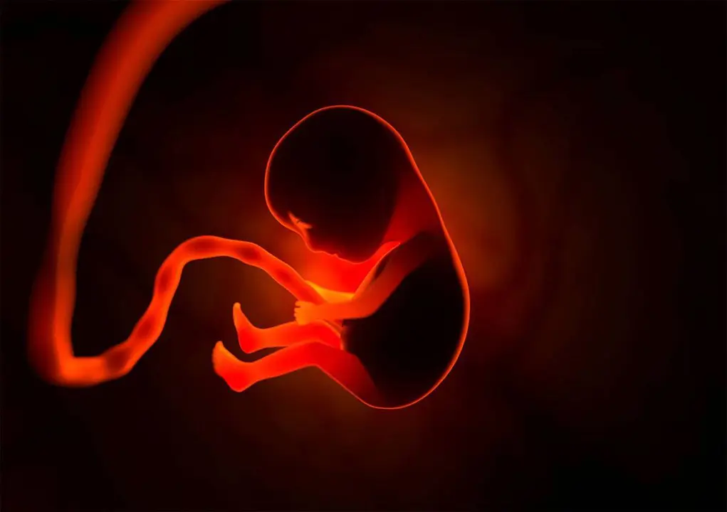 Un feto en una placenta