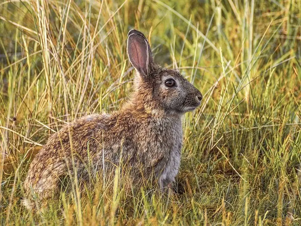 Conejo