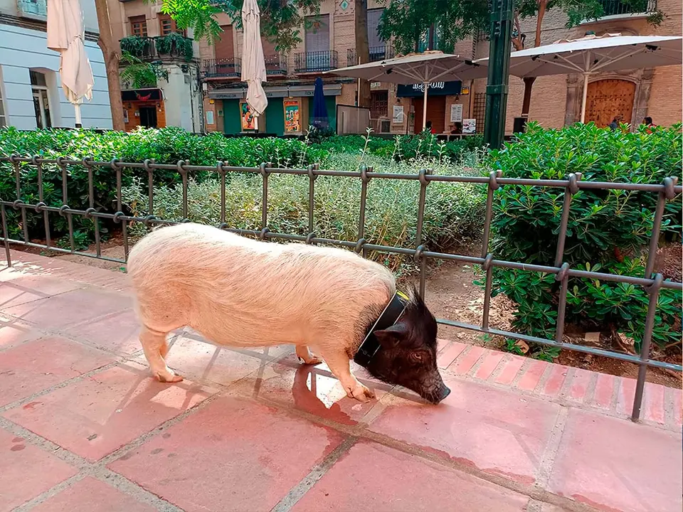 pepa cerdita instagramer
