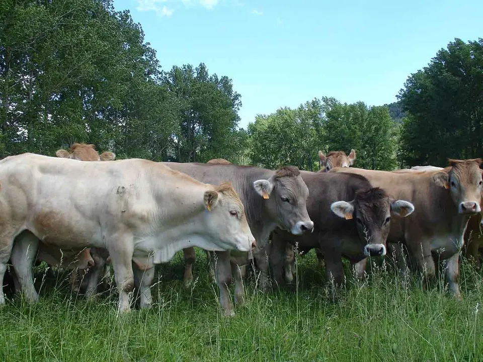 Entre un 7 y un 10 % de los animales de la Comunidad est&aacute;n afectados por la enfermedad hemorr&aacute;gica epiz&oacute;otica