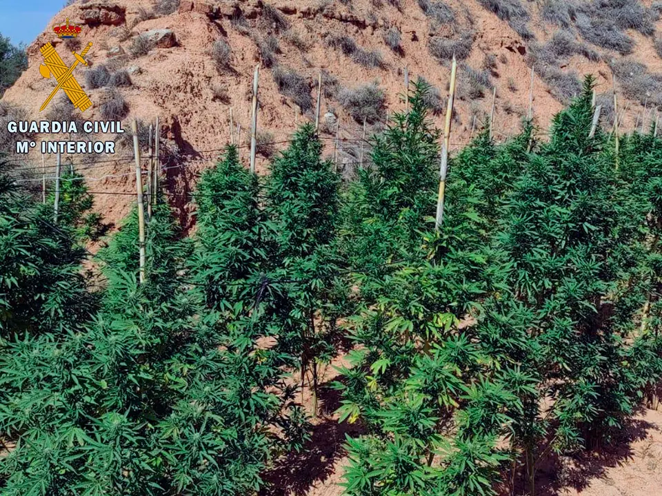 Efectivos del Equipo Roca localizaron en un paraje aislado del t&eacute;rmino municipal de Belchite una plantaci&oacute;n de marihuana