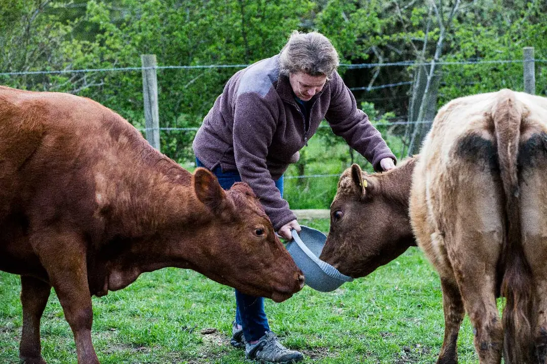 ganadero con sus vacas