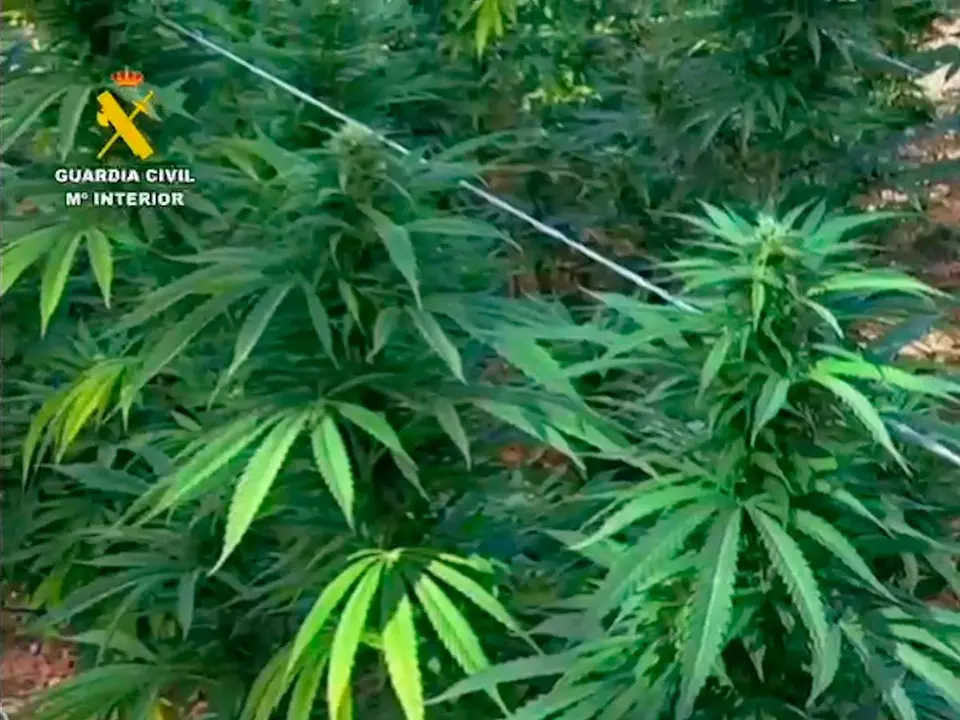 Planta de marihuana