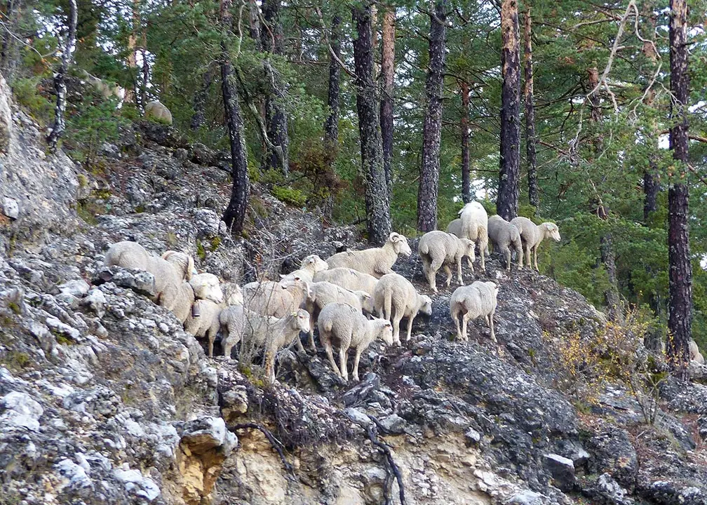 ovejas y cabras en el monte