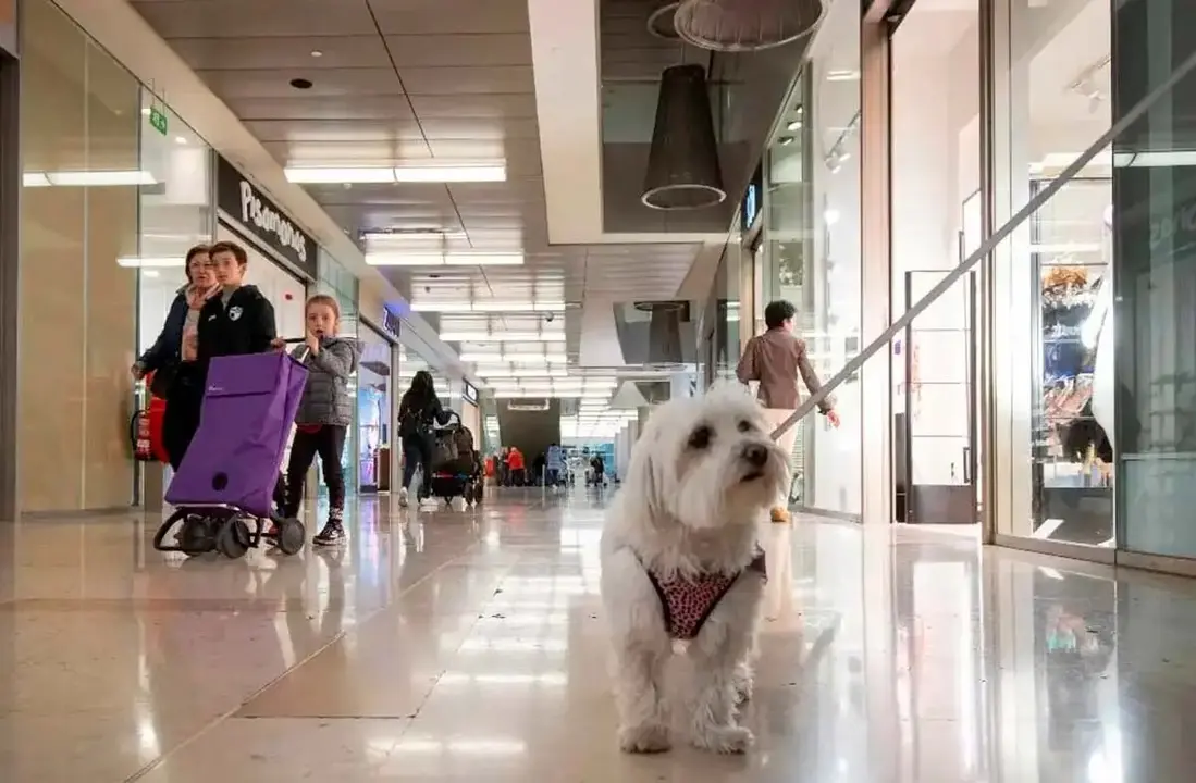 perro en aragonia