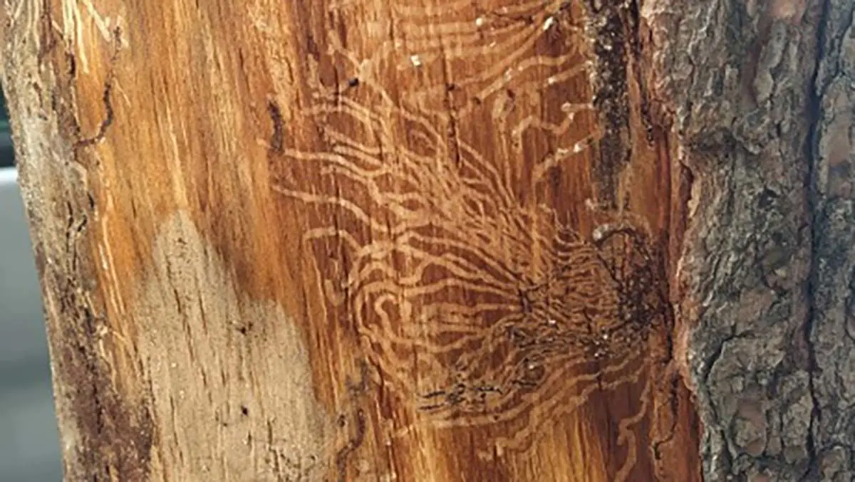 pinos