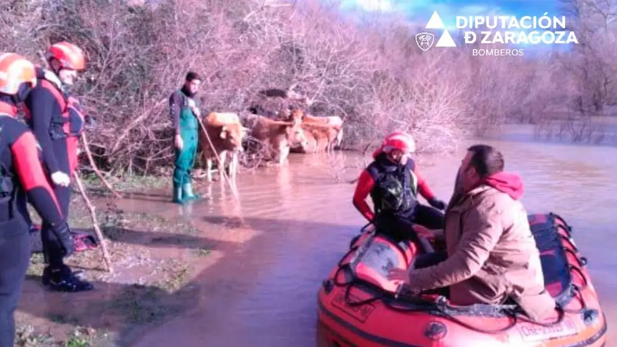 Sus vacas se hab&iacute;an escapado de la vaquer&iacute;a despu&eacute;s de que una rama ca&iacute;da por el viento derribase una valla.