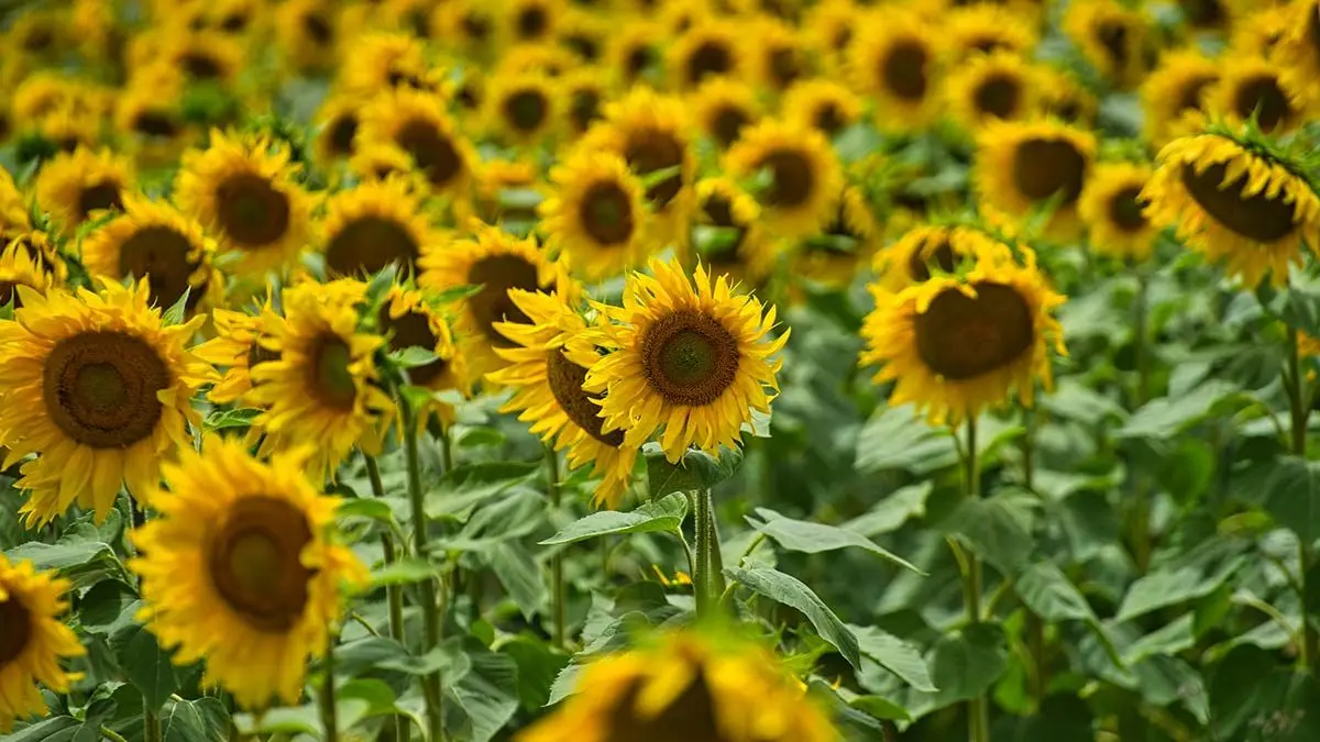 girasoles