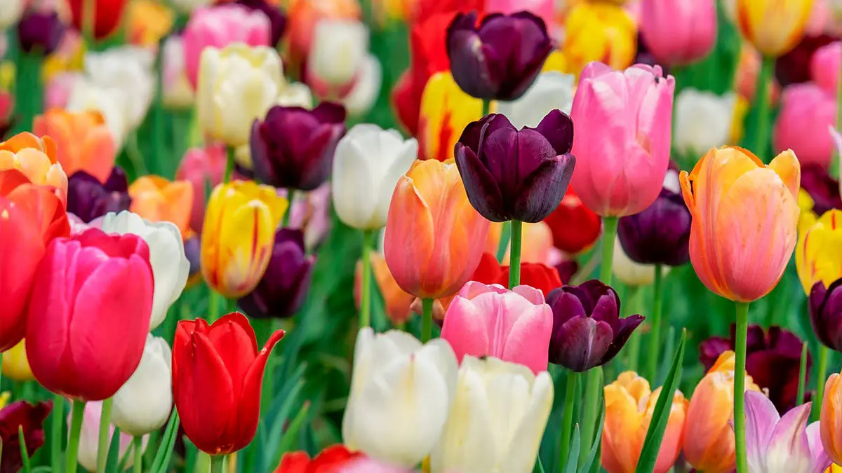 primavera