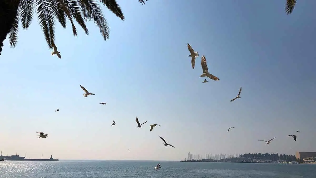 pajaros
