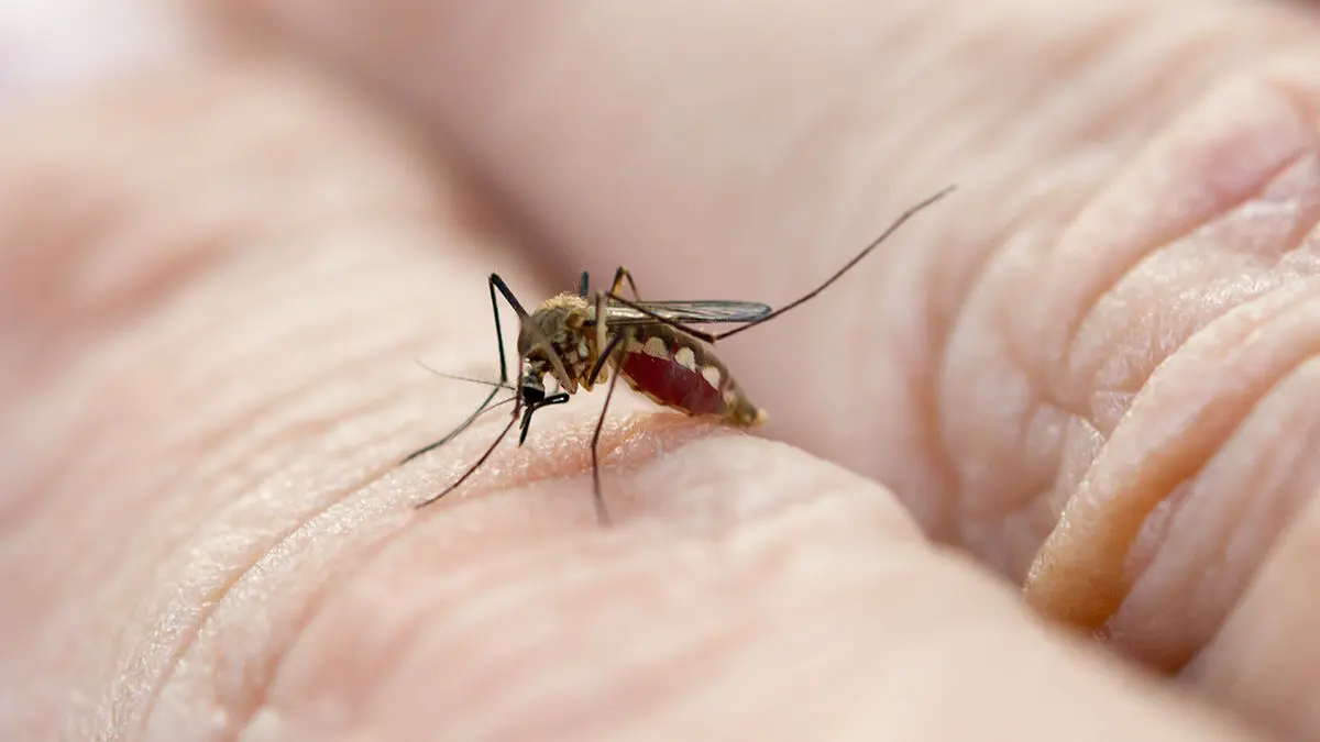 mosquitos