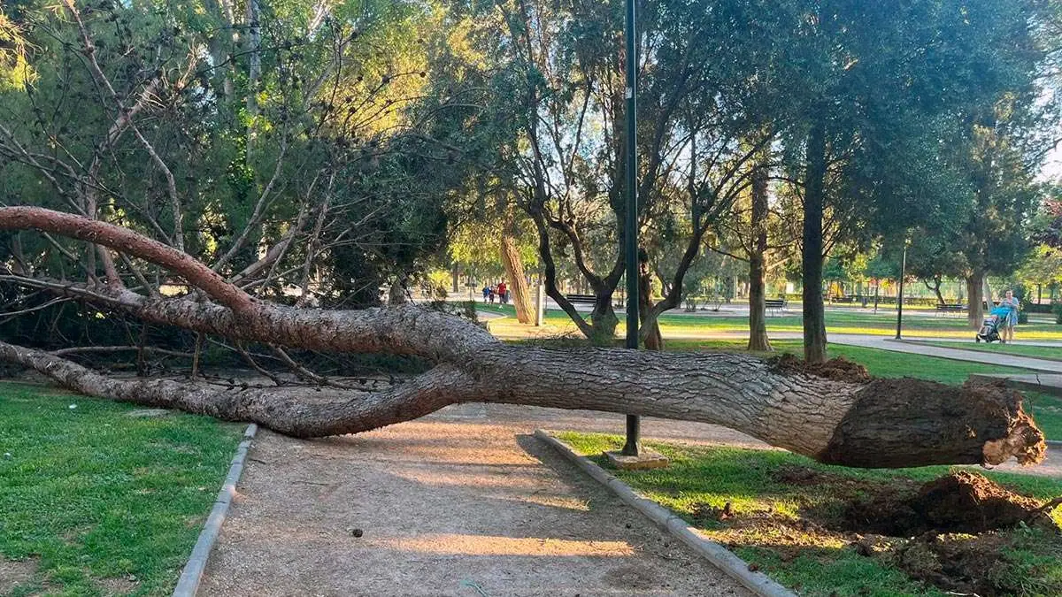 arbol-san-jose