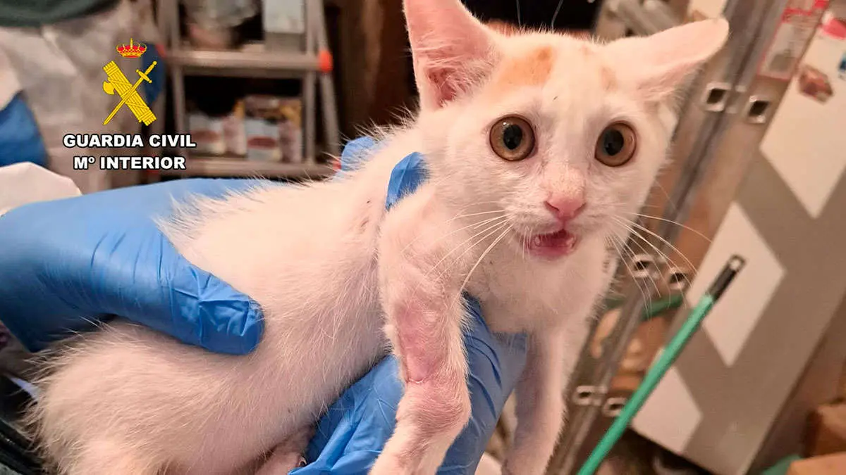 M&aacute;s de diez gatos rescatados con s&iacute;ntomas de maltrato animal en Bulbuente