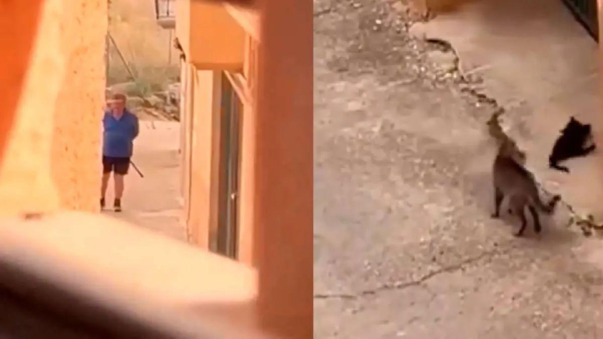 Investigado un hombre en Valdejunquera (Teruel) por matar a tiros a una cr&iacute;a de gato en plena calle