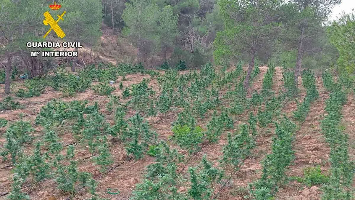 marihuana-fayon