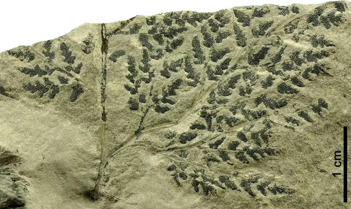 Parte de un fronde f&eacute;rtil (hoja con estructuras reproductoras) del helecho procedente del Cret&aacute;cico Inferior de Oliete.
